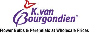 van bourgondien bulbs|van bourgondien bulbs wholesale.